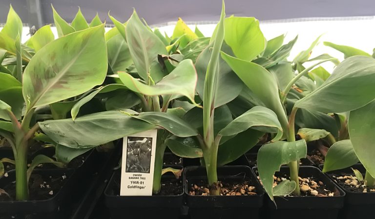 Goldfinger Dwarf Banana Plant – Live Plant – FHIA-01 Goldfinger Desert ...