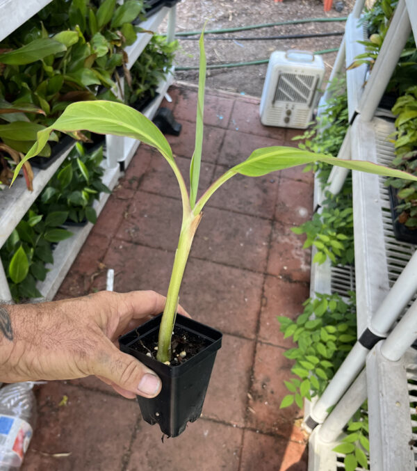 Dwarf Puerto Rican Plantain - Cooking Plantain