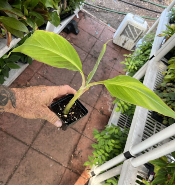 Dwarf Puerto Rican Plantain - Cooking Plantain