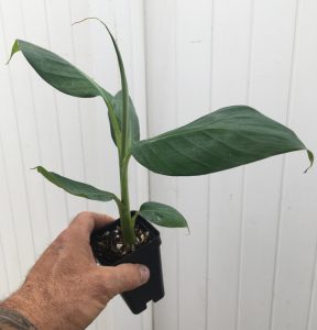 Dwarf Green Banana