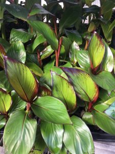 Ensete Maurelii - Red Abyssinian Banana