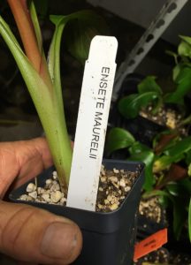 Ensete Maurelii - Red Abyssinian Banana