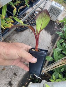 Ensete Maurelii – Red Abyssinian Banana