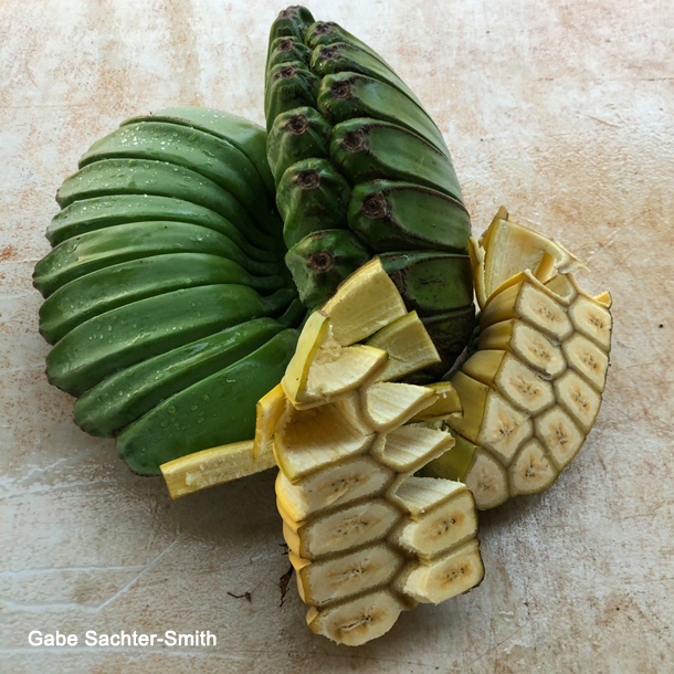 Praying Hands Bananas Fresh Tropical Fruit IN SEASON 