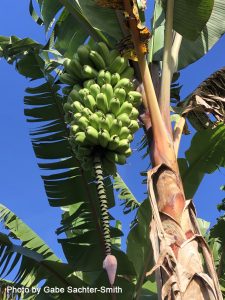 Putalinga Kula Banana